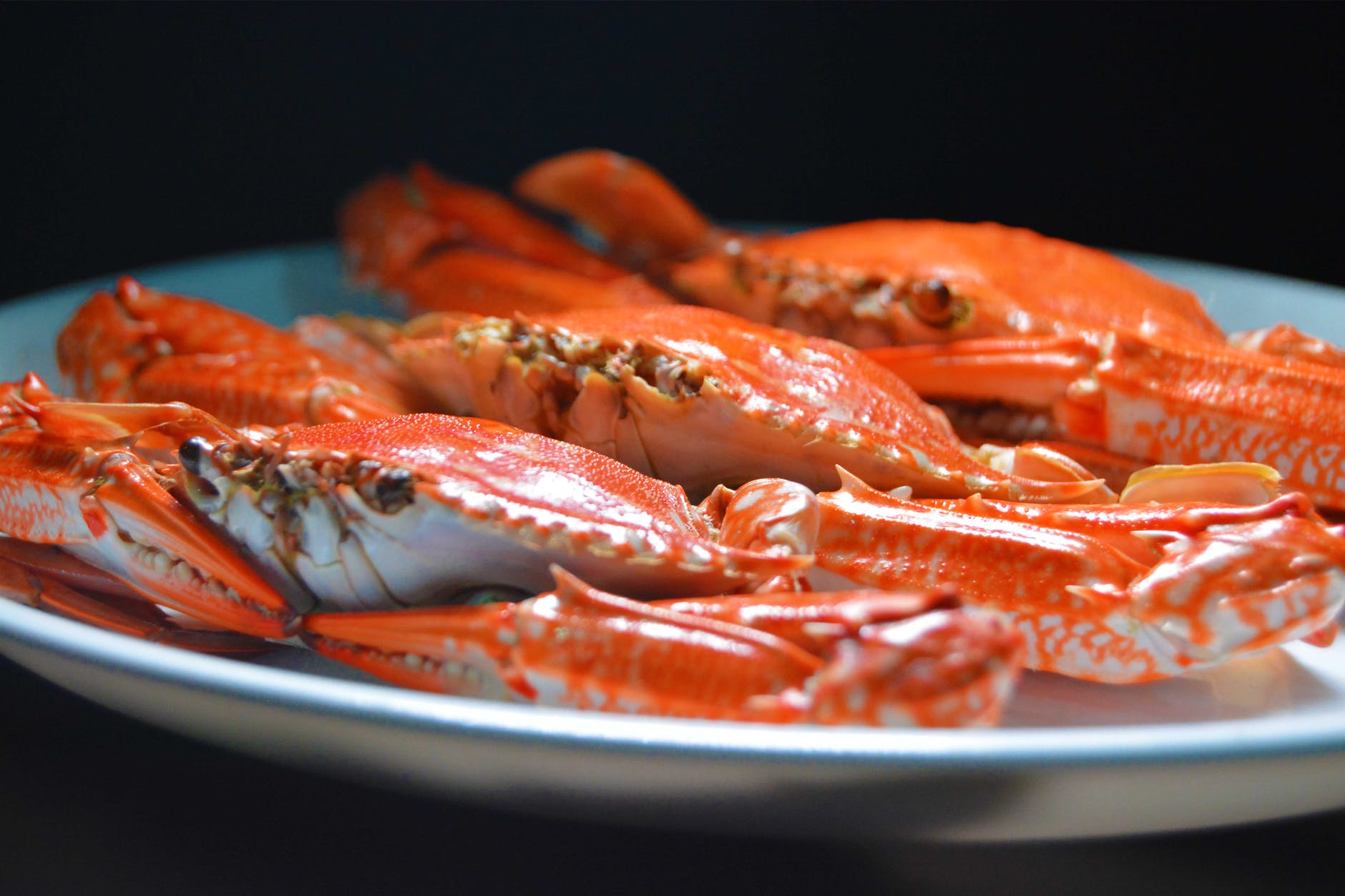 photo of a crab on a white ceramic plate